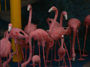 flamingo alliance